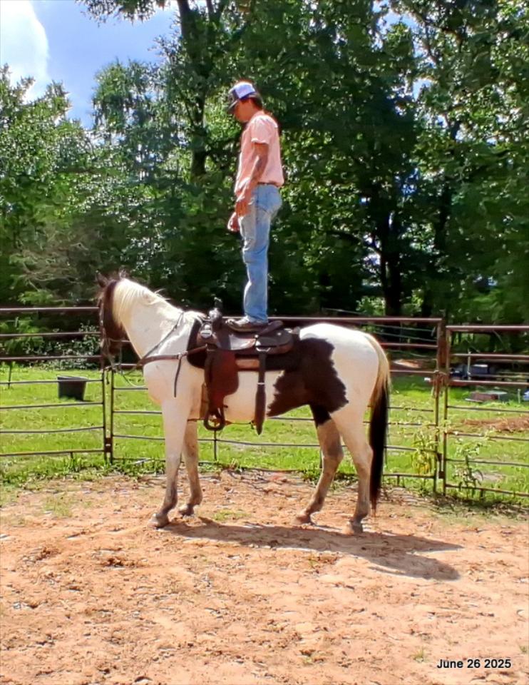 Meet Patrick – The Perfect Family Gelding!