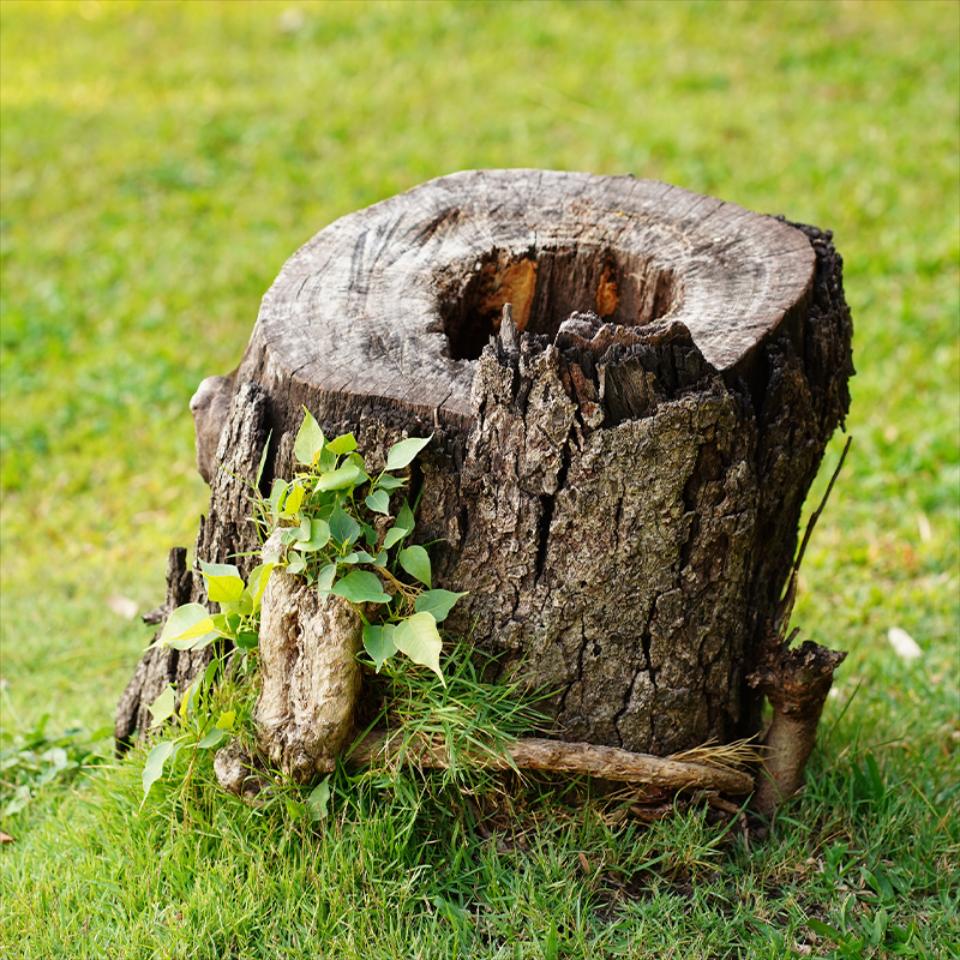 Stump Removal