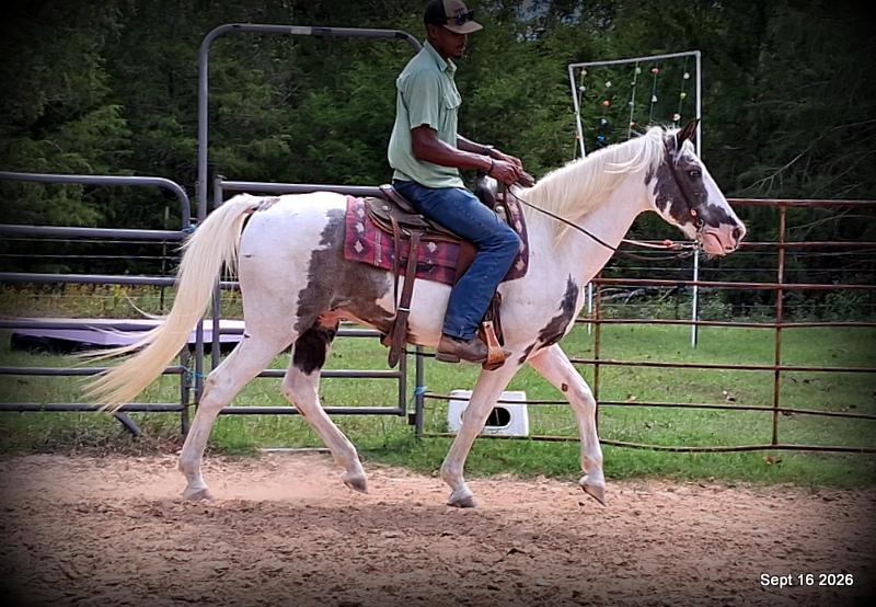 💚 Cosmo | Kid-Safe Spotted Gaited Gelding