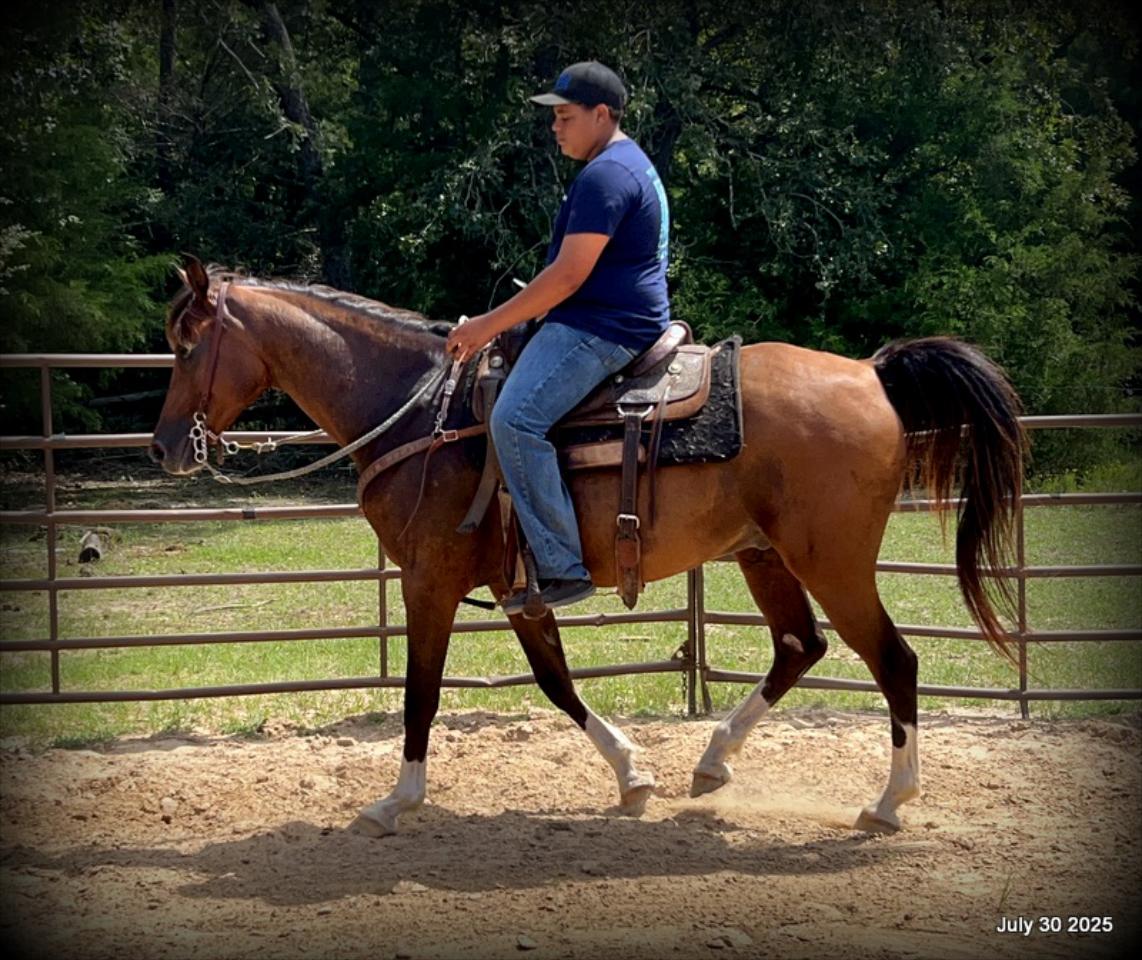 Cash- 11 Year Old Arabian Cross