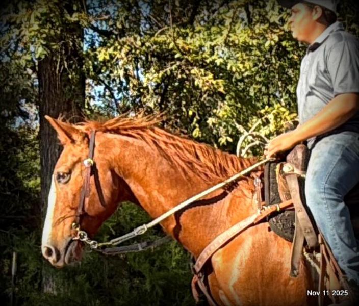 💚Ranger Safe for All Ages💚