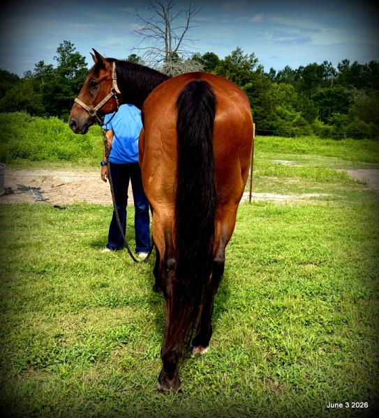 💚Jasper💚Your Perfect Riding Companion!
