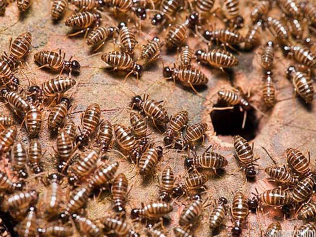 A Termite Inspection Can Save Your Home or Business