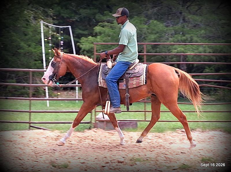 💚 Rocky | Kid-Safe Family Trail Gelding