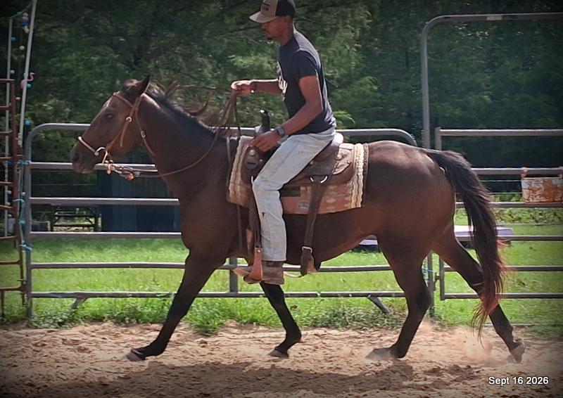 💚 Cat | Kid & Beginner Safe Family Trail Mare