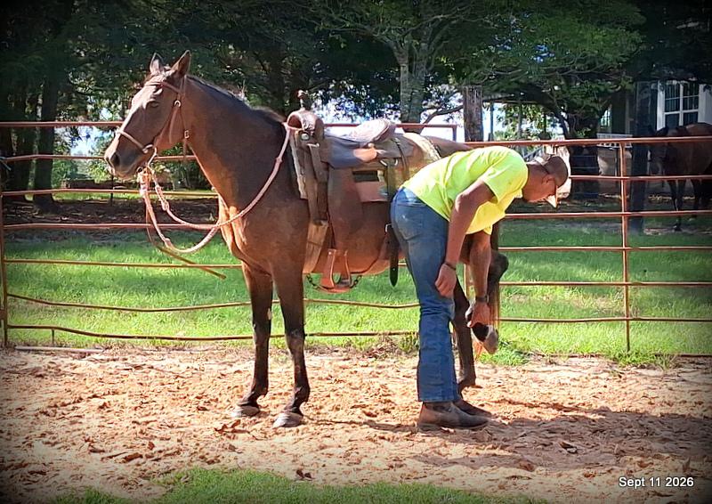 💚 Pop-tart Kid Safe & Family Safe Mare💚