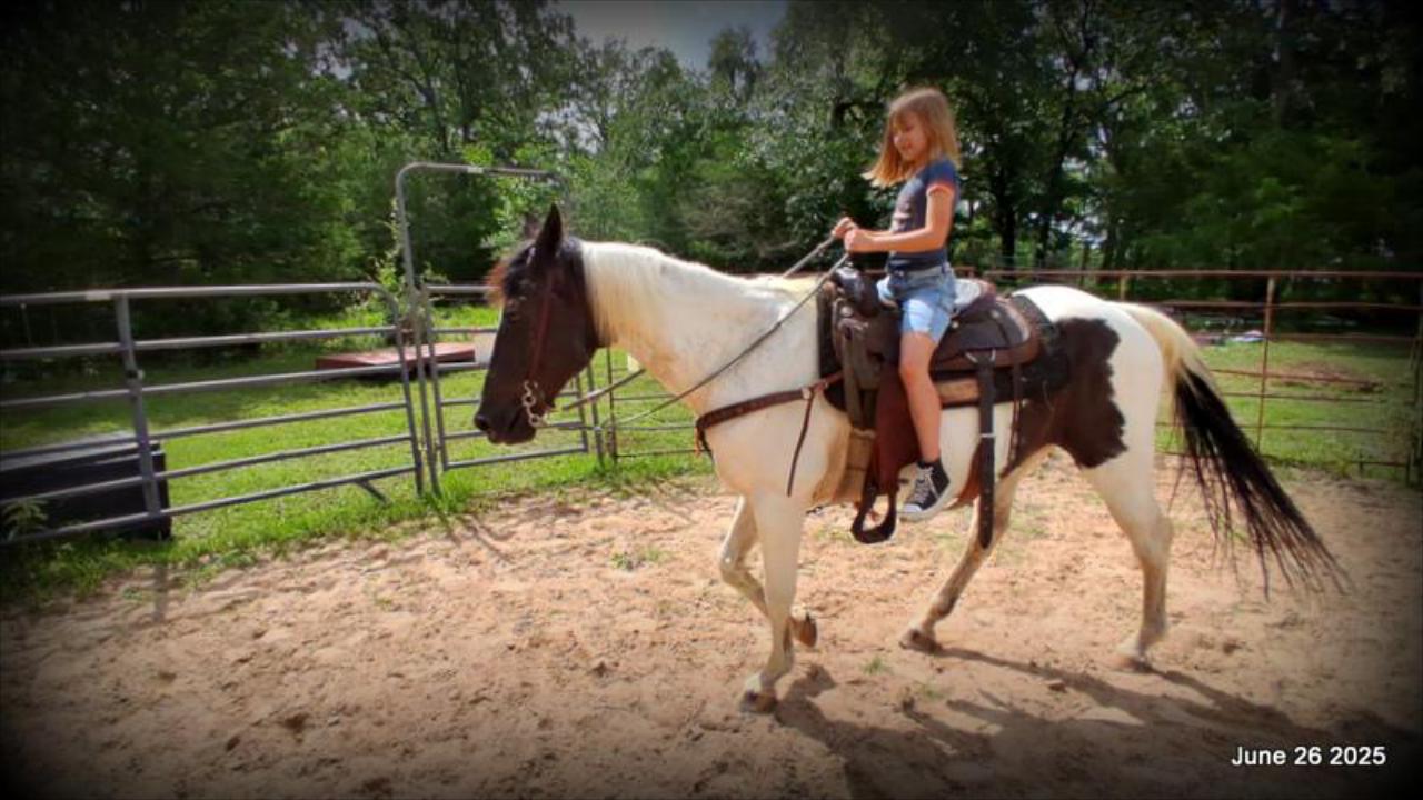Meet Patrick – The Perfect Family Gelding!