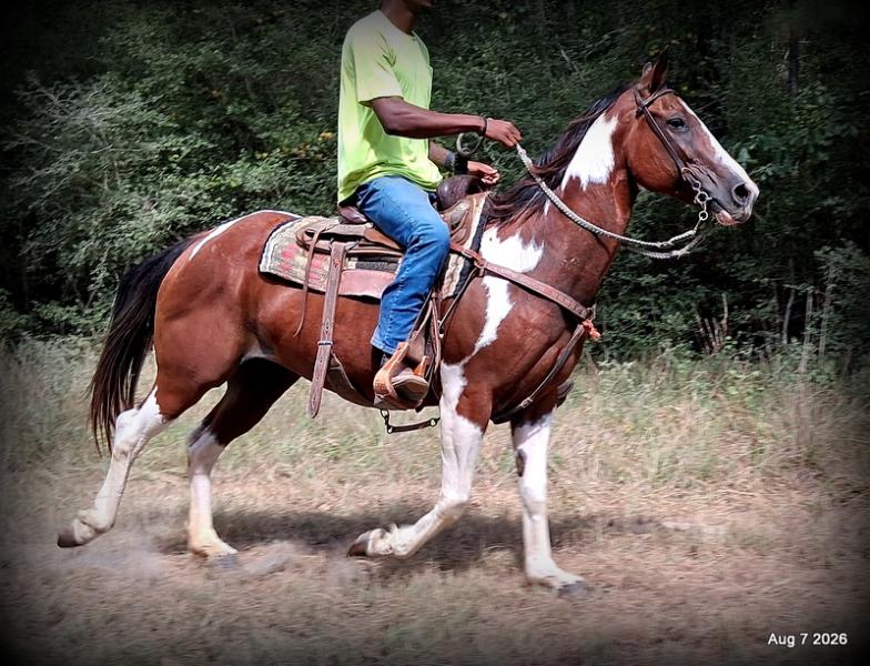 💛Milly • Confident, Smooth & Ready for the Trail 💛