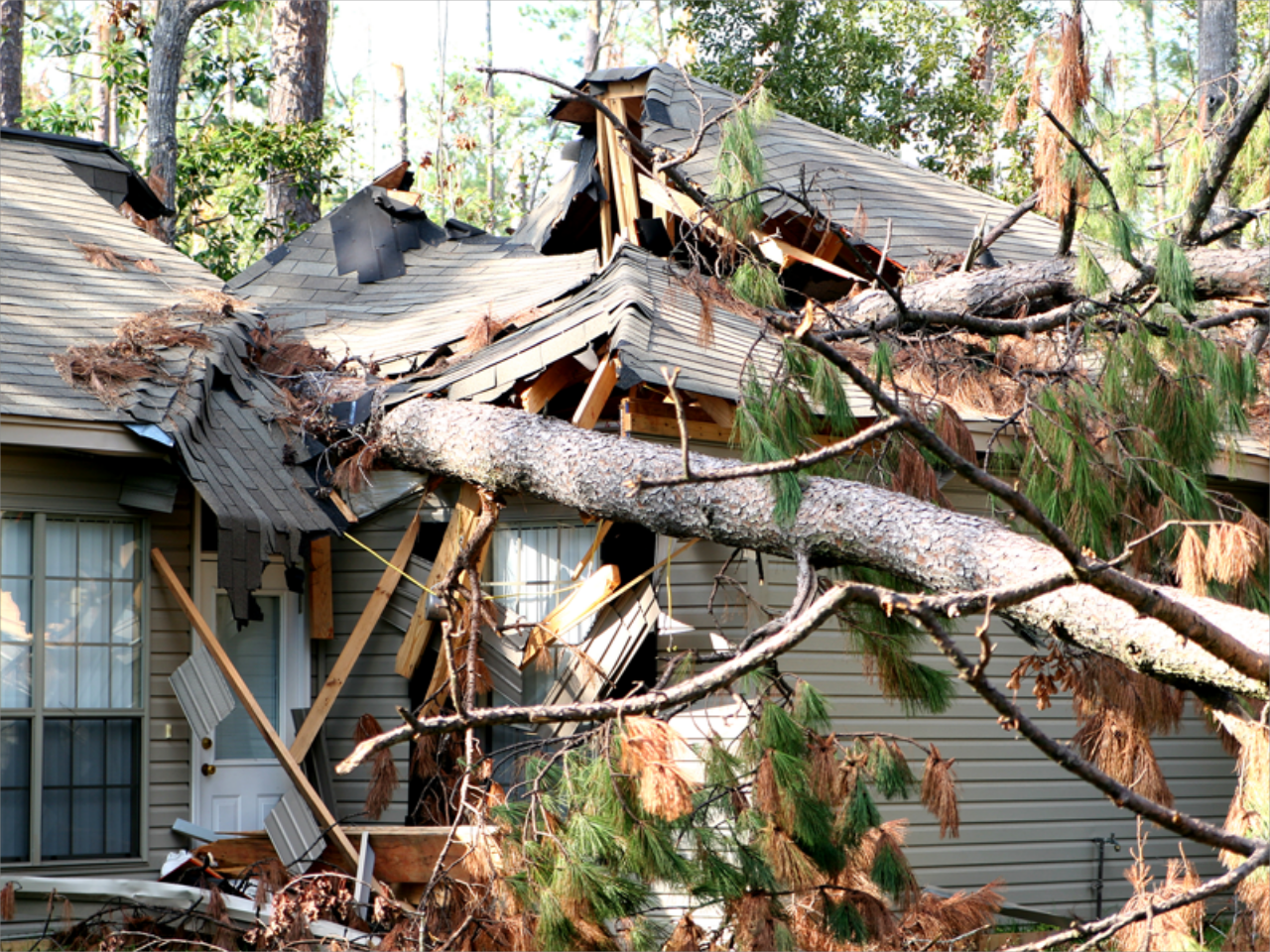 Emergency Tree Services