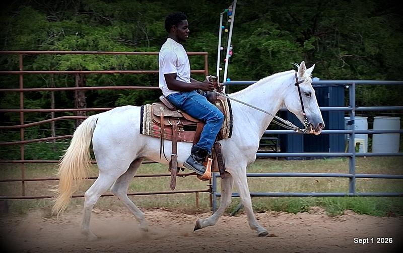 💛 🐴 Wisp • Beginner Safe, Smooth & Gentle Trail Mare 💛