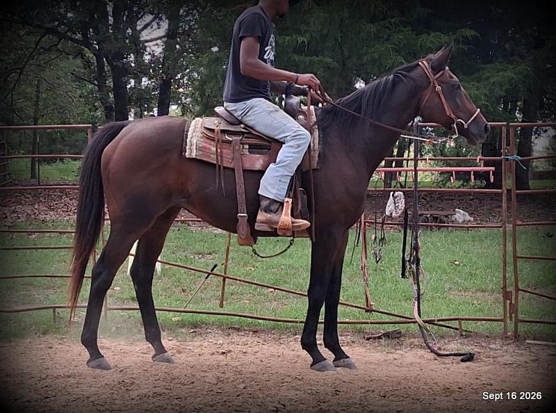 💚 Cat | Kid & Beginner Safe Family Trail Mare