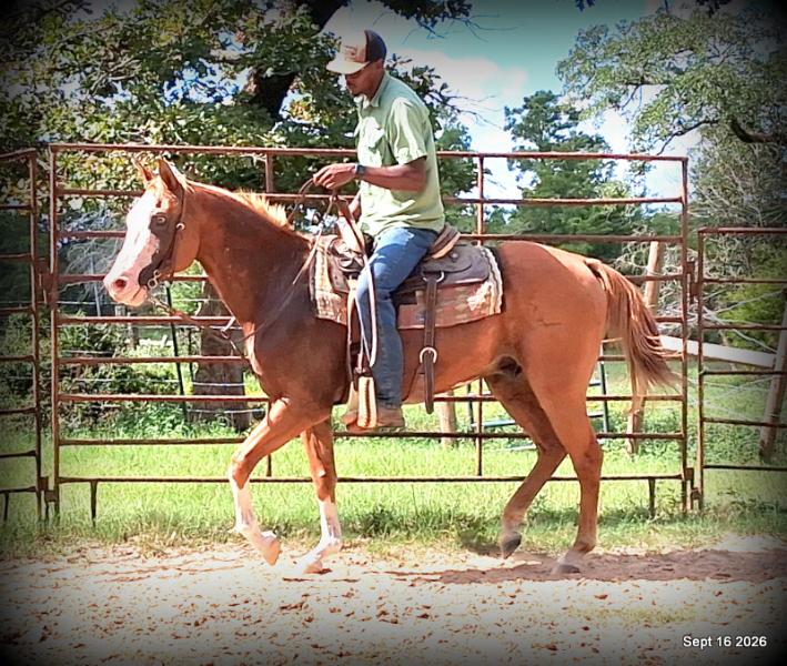 💚 Rocky | Kid-Safe Family Trail Gelding