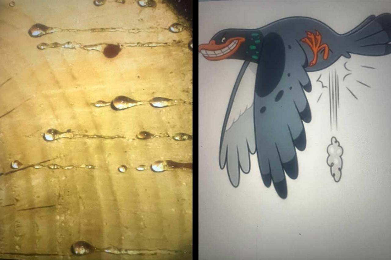 Tree Sap & Bird Poop