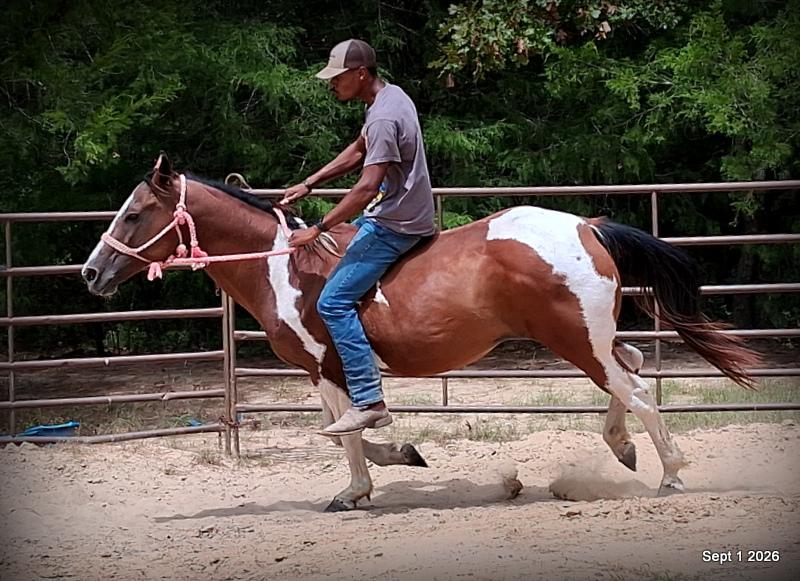 💛 🐴 Milly • Beginner Safe, Confident & Smooth Trail Mare💛