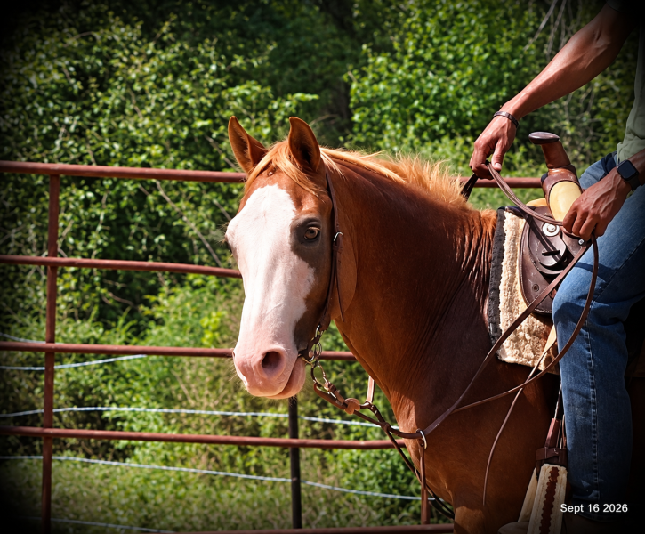 💚 Rocky | Kid-Safe Family Trail Gelding