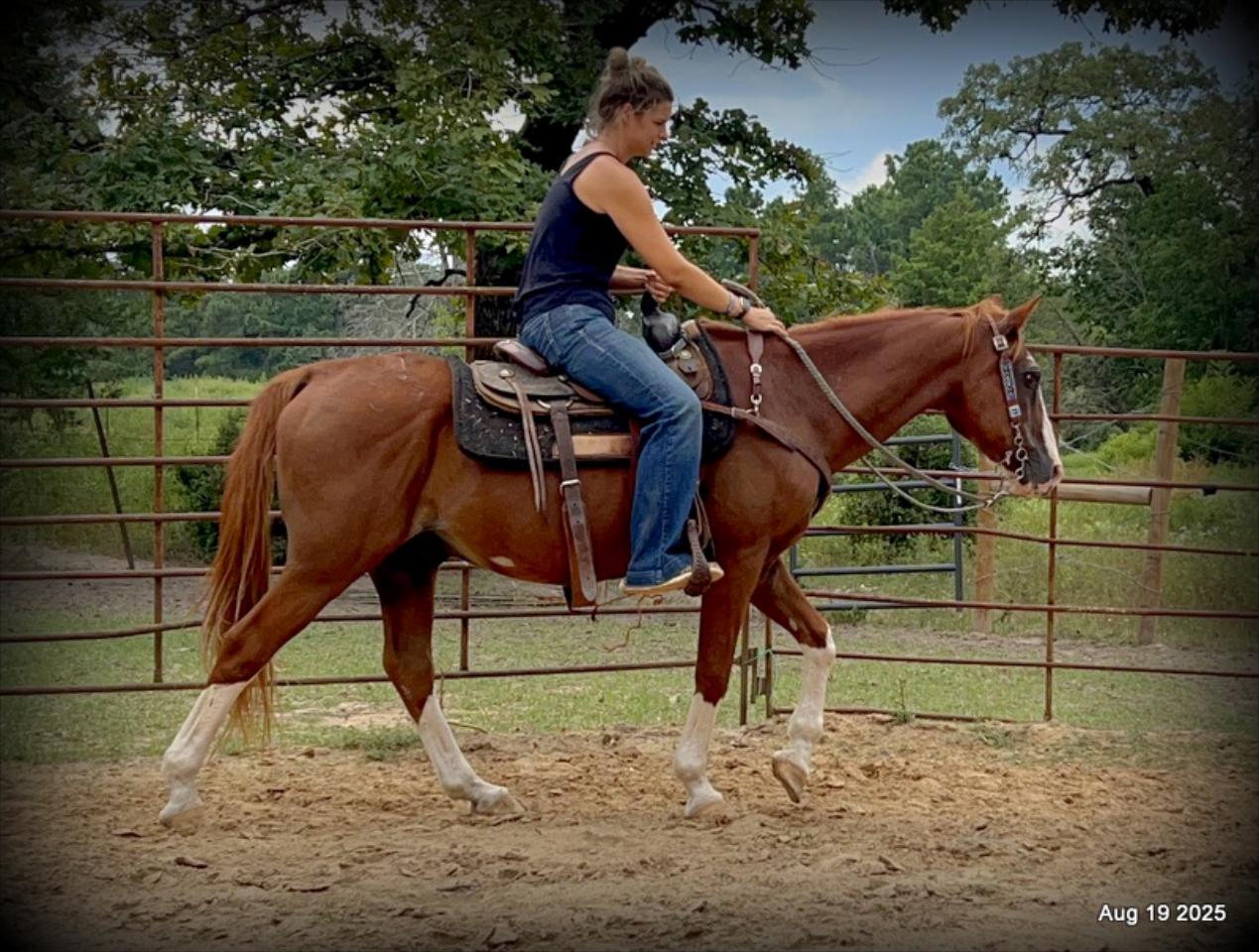 Cooper Amazing Beginners Horse