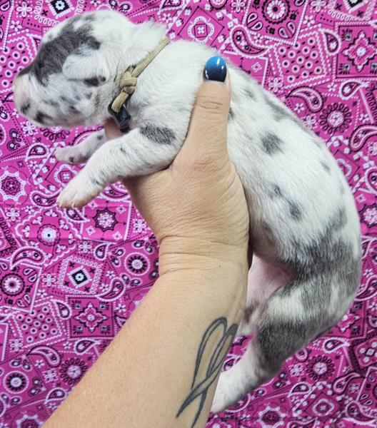 Blue Harlequin Female Tan Collar
