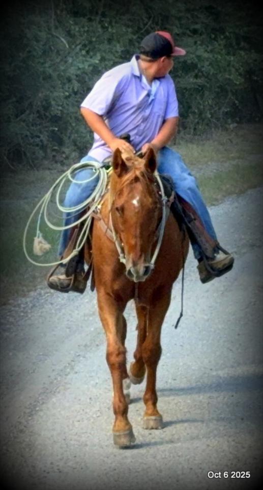 Biggie – Ranch-Tested, Family-Safe, and Ready to Ride!