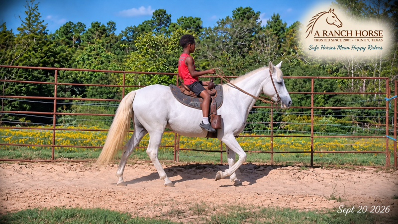 💛 Wisp | Beginner-Safe Paso Fino Mare