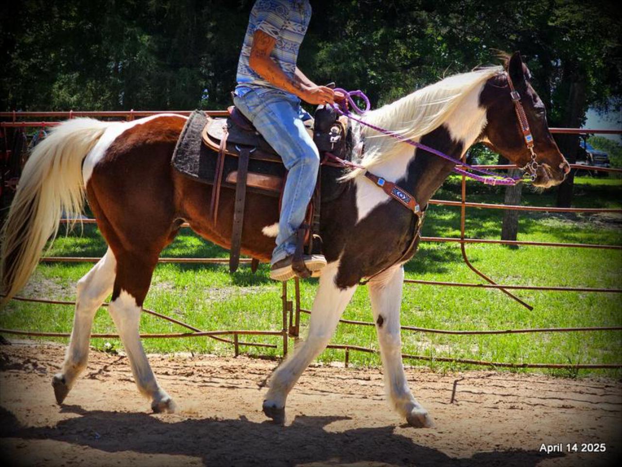 Montana – The Picture-Perfect Partner with All the Right Moves