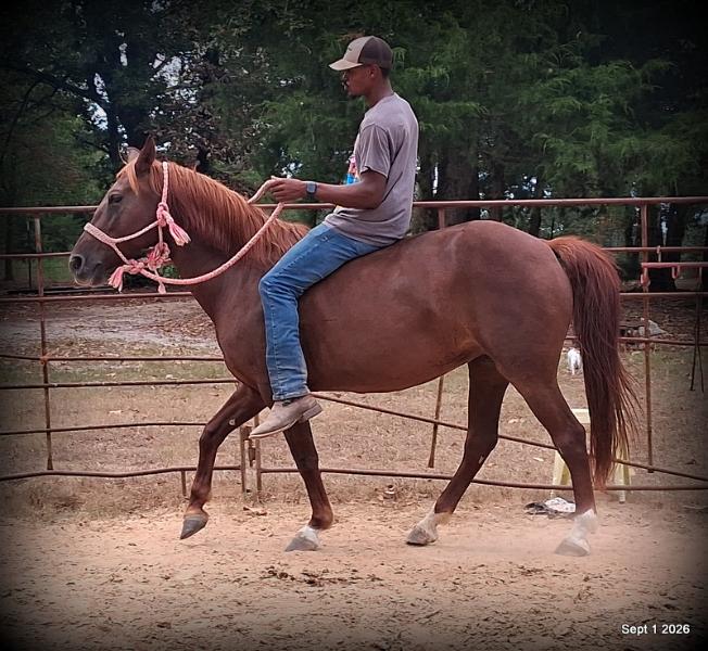 💚🐴 Cricket • Kid Safe & Beginner Safe Family Mare💚