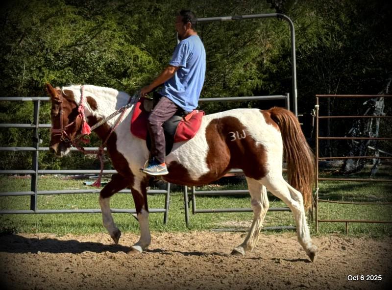 Jazzy – A Warrior Seeking Her Second Chance