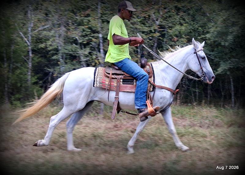 💚Wisp • Beginner Safe, Smooth & Dependable Trail Mare💚