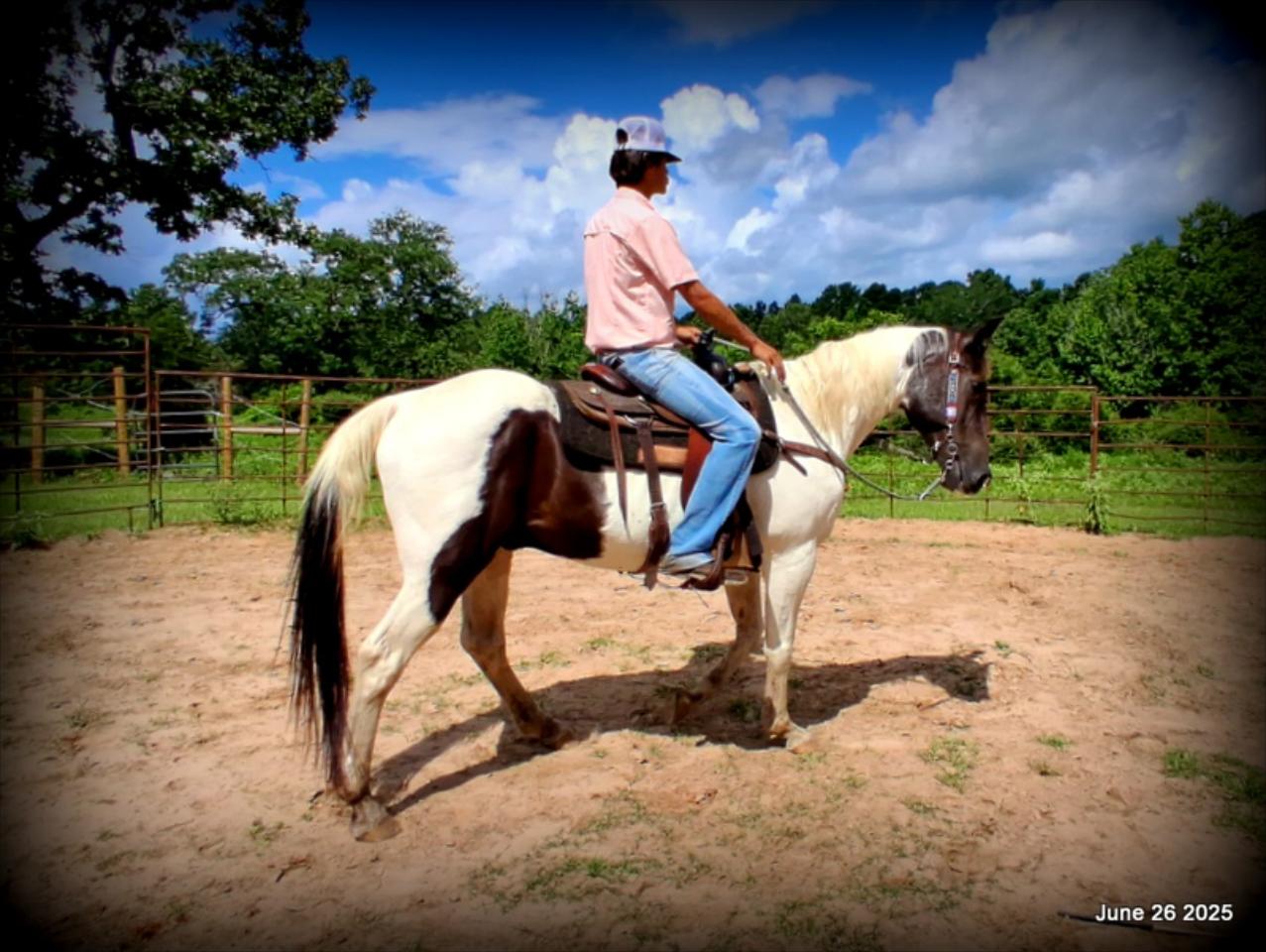 Meet Patrick – The Perfect Family Gelding!
