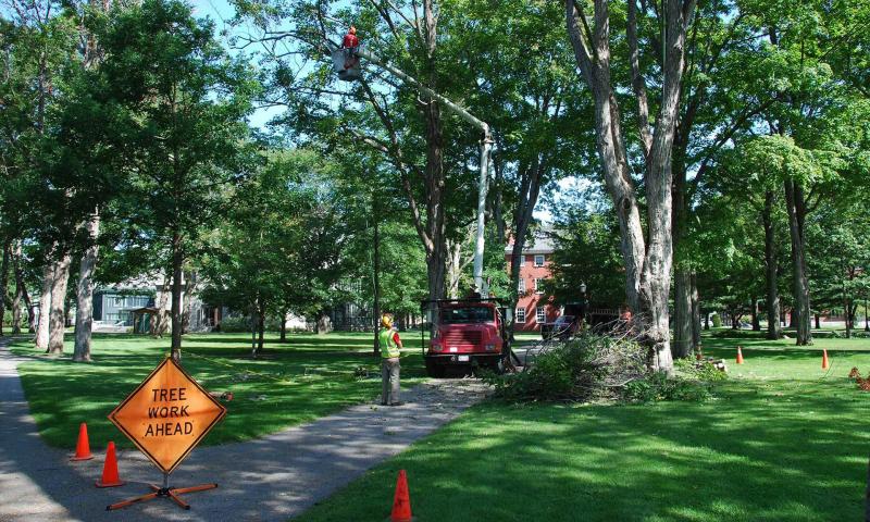 Tree Service Company - Plant City, FL