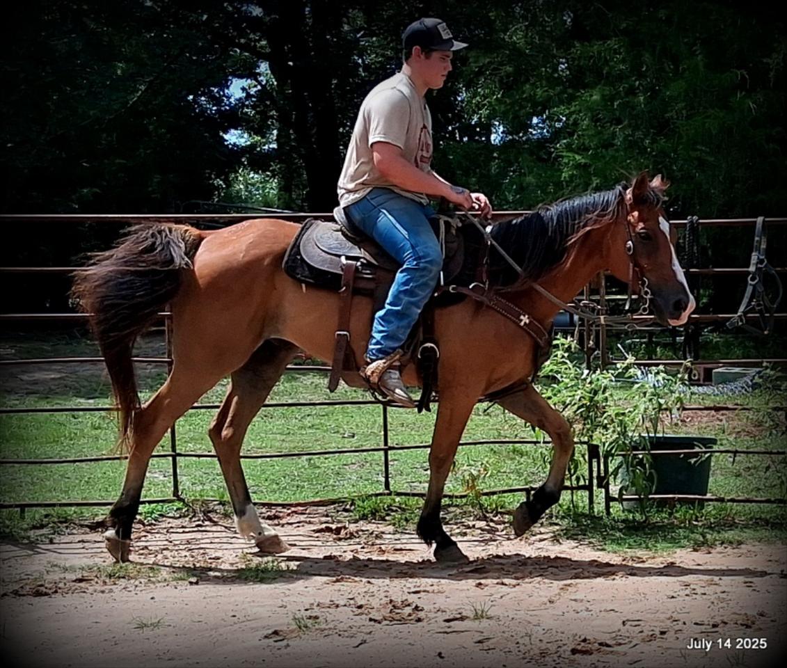 Bailey – Sweet Bay Gelding with a Heart of Gold