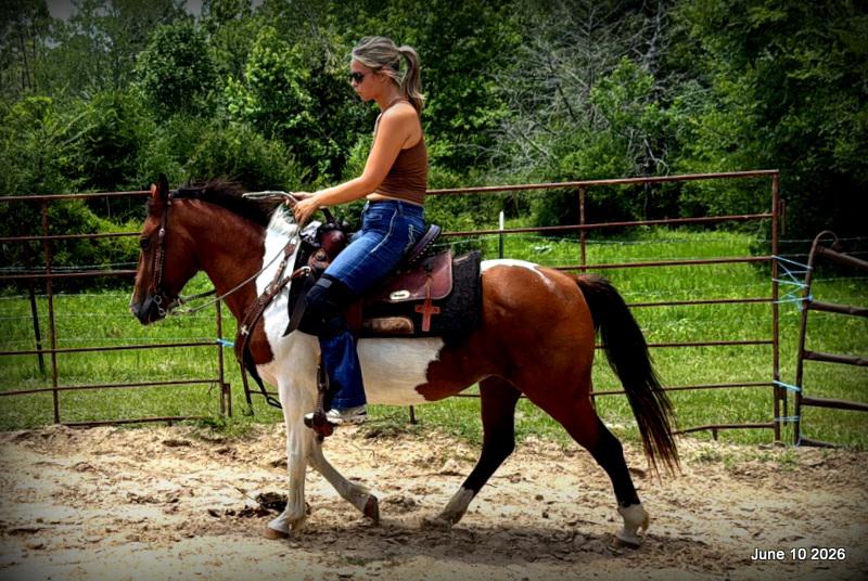 🧡Coca🧡Solid, Sensible Trail Mare 🌟