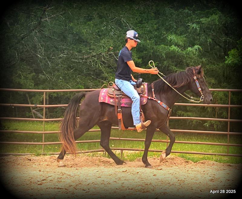 Midnight ***Gentle, Gaited Trail Gelding