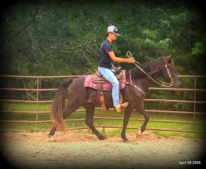 Midnight ***Gentle, Gaited Trail Gelding