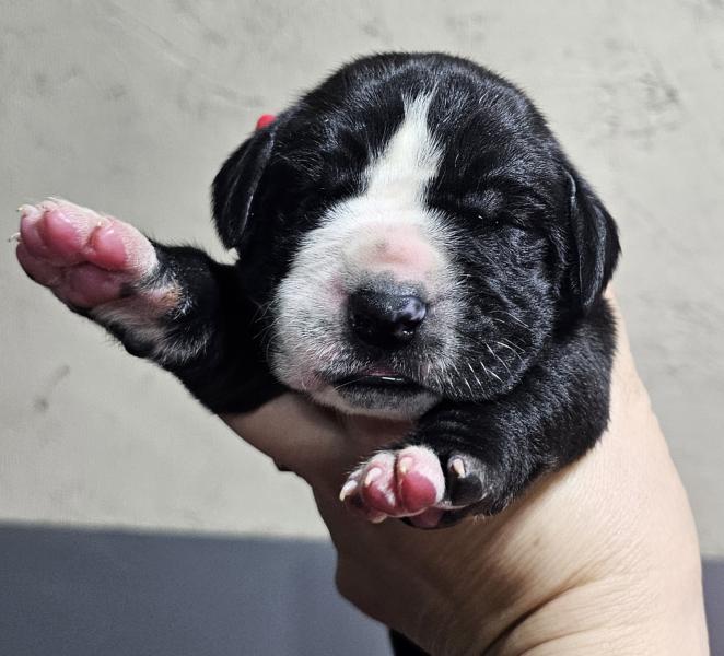 Black Mantle Female Grey Collar (SOLD)