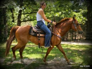 Smart Little Buzz AKA hawk