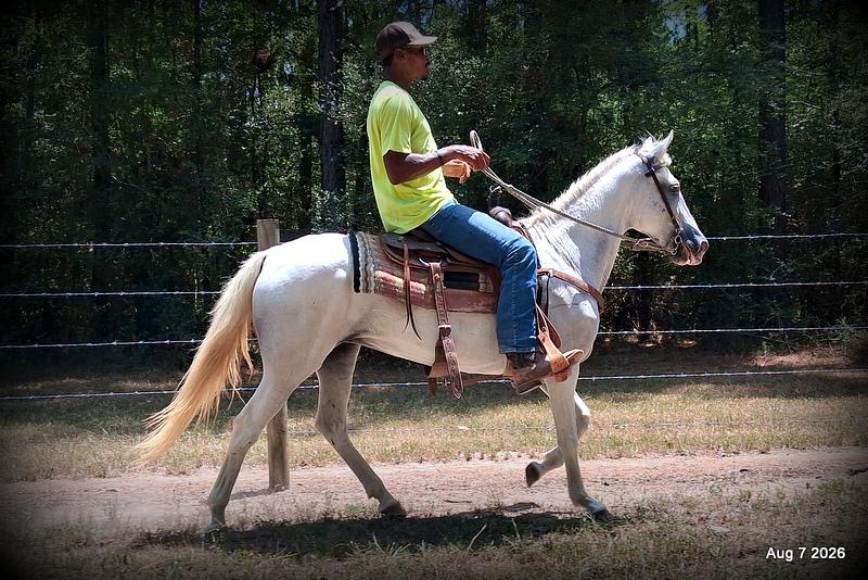 💚Wisp • Beginner Safe, Smooth & Dependable Trail Mare💚
