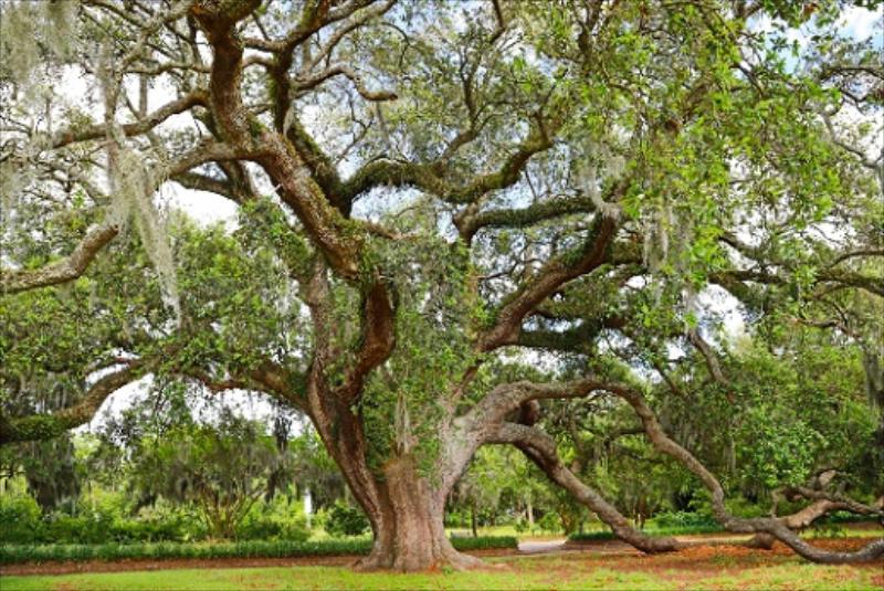 Southern Live Oak (Quercus Virginiana)