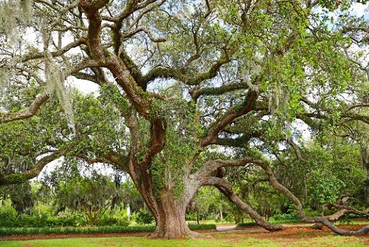 Southern Live Oak (Quercus Virginiana)