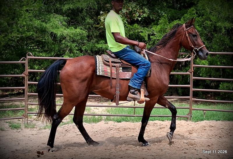 🧡 Jessica’s Beauty | Registered Standardbred Mare🧡