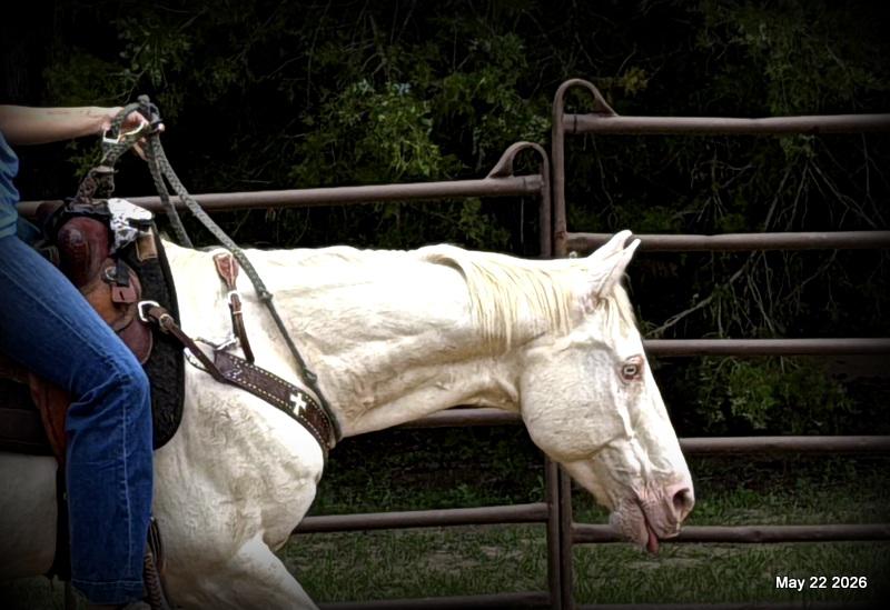 💚Prince💚Meet Prince: Your Dream Riding Partner! 👑