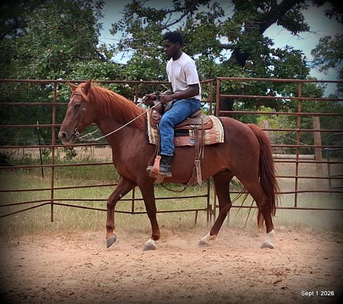 💚🐴 Cricket • Kid Safe & Beginner Safe Family Mare💚