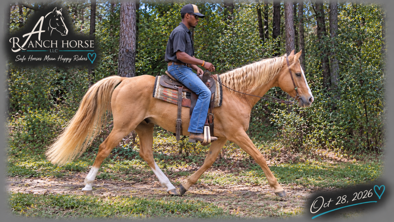 💚 DUKE 💚 KID SAFE & BEGINNER SAFE! 💚 BEAUTIFUL PALOMINO WITH A HEART OF GOLD! 🐴