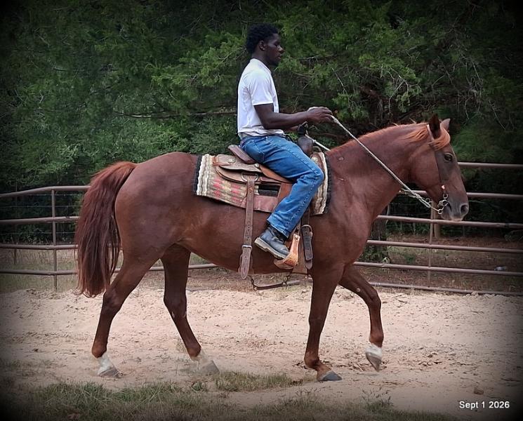 💚🐴 Cricket • Kid Safe & Beginner Safe Family Mare💚