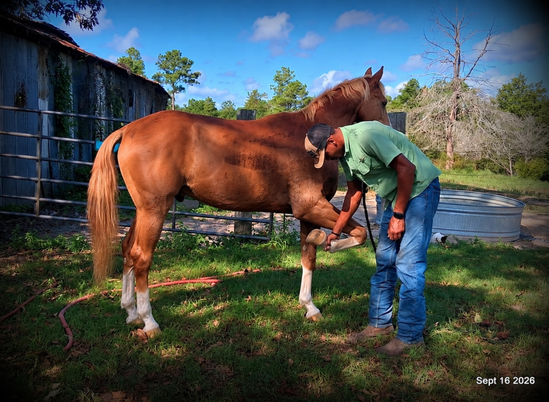 💚 Rocky | Kid-Safe Family Trail Gelding