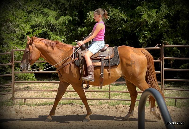 Smart Little Buzz AKA hawk