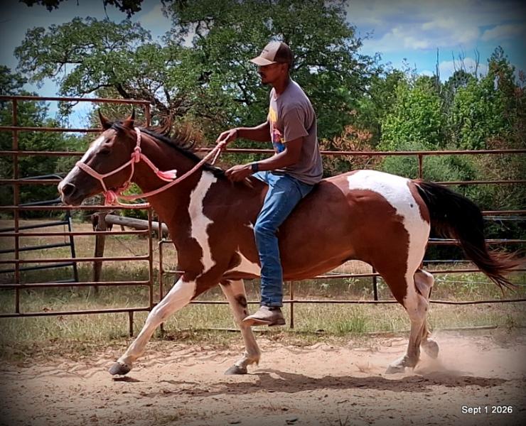 💛 🐴 Milly • Beginner Safe, Confident & Smooth Trail Mare💛