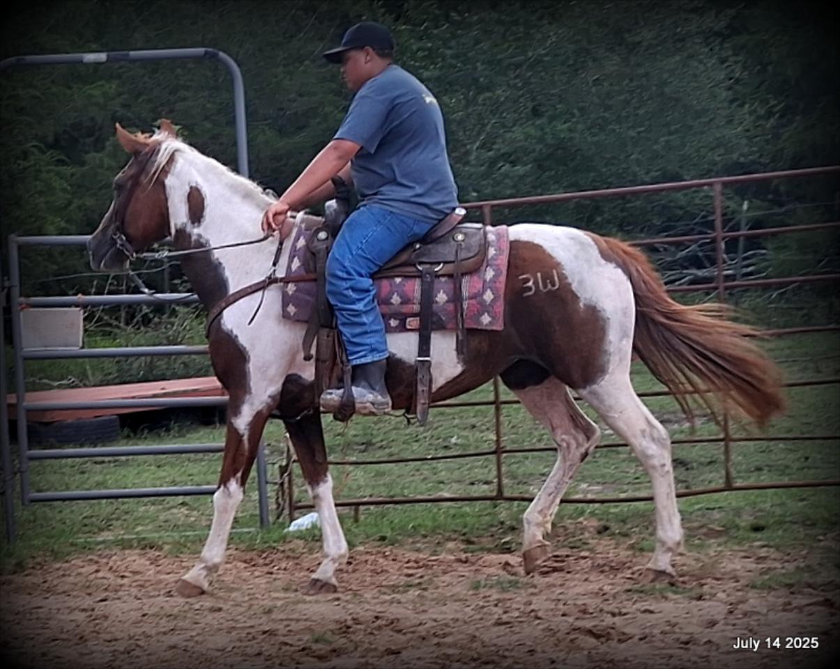 Jazzy – Beautiful Paint Mare with a Heart of Gold