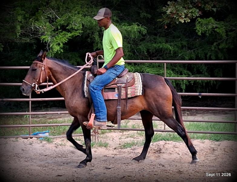 💚 Pop-tart Kid Safe & Family Safe Mare💚