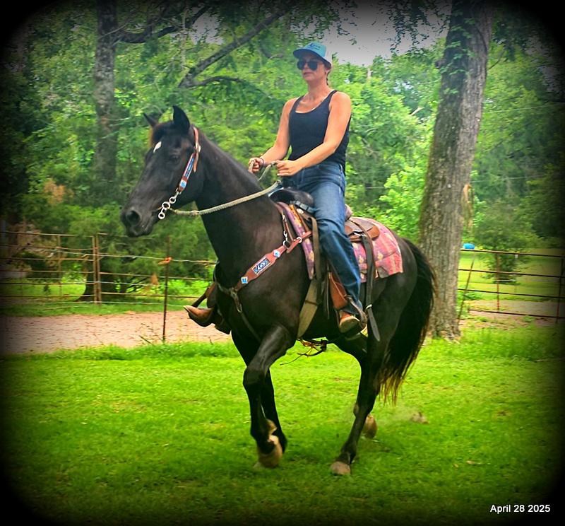 Midnight ***Gentle, Gaited Trail Gelding