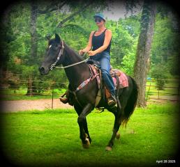 Midnight ***Gentle, Gaited Trail Gelding